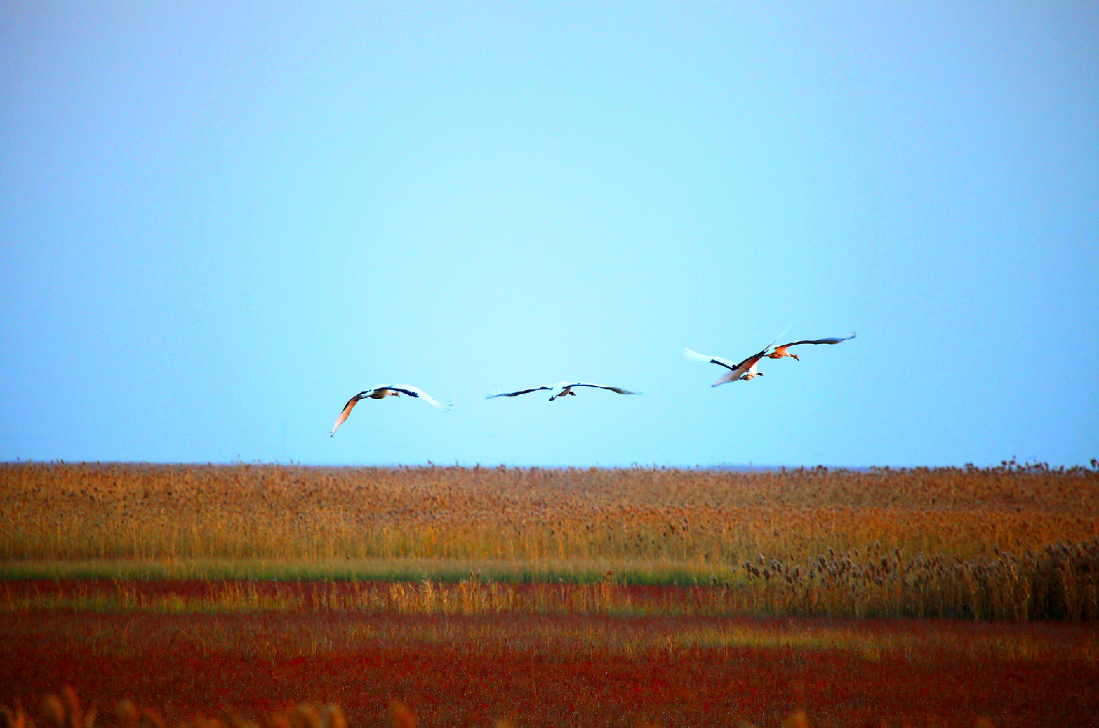 盐城沿海湿地旅游视频_盐城湿地文化_盐城湿地旅游