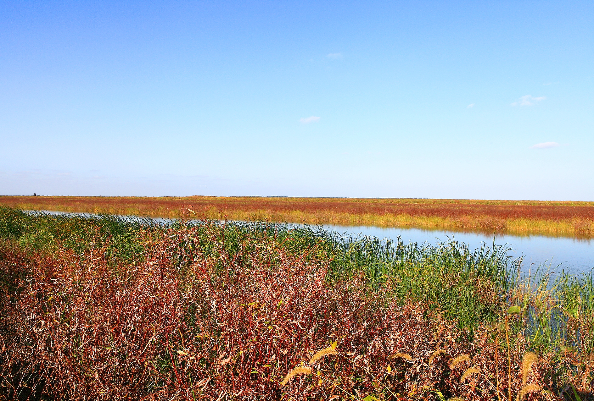 盐城湿地文化_盐城沿海湿地旅游视频_盐城湿地旅游