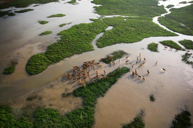 深秋时节走进大丰只为“湿地精灵”风采(组图)