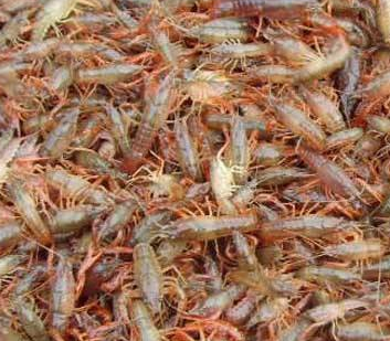 云南美食介绍特色美食_云南临沧美食介绍特色美食_盐城美食介绍