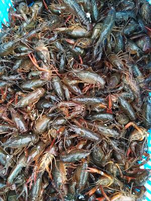 云南美食介绍特色美食_盐城美食介绍_云南临沧美食介绍特色美食