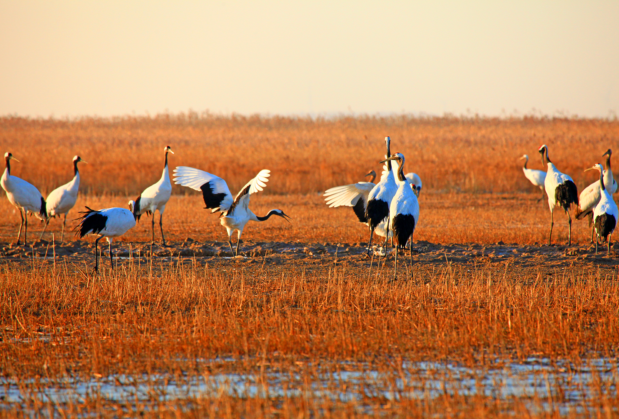 发布旅游优惠微信公众号_\"鹤鹿故乡\"盐城发布旅游微电影 以鹤为由讲大爱_鹤鹿故乡盐城发布旅游微电影 以鹤为由讲大爱