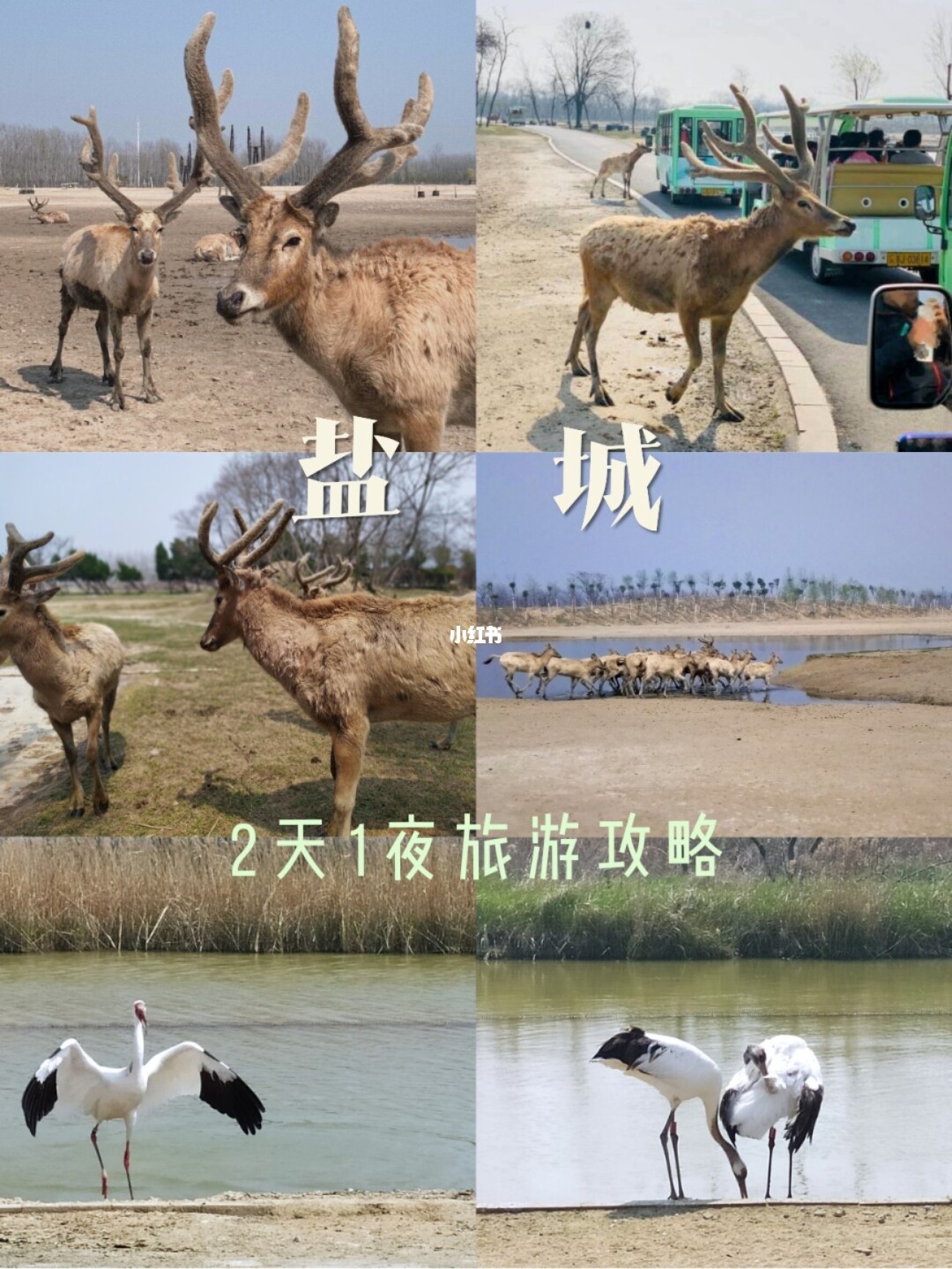 鹤鹿故乡盐城发布旅游微电影 以鹤为由讲大爱_发布旅游优惠微信公众号_\"鹤鹿故乡\"盐城发布旅游微电影 以鹤为由讲大爱