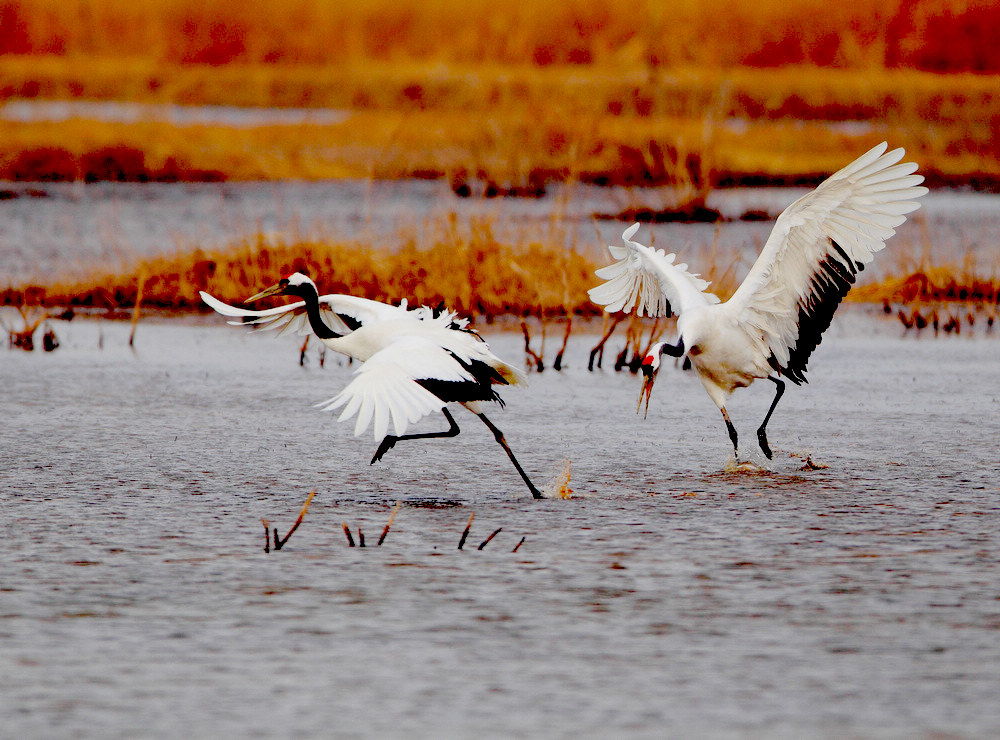 “妖风”吹来了丹顶鹤