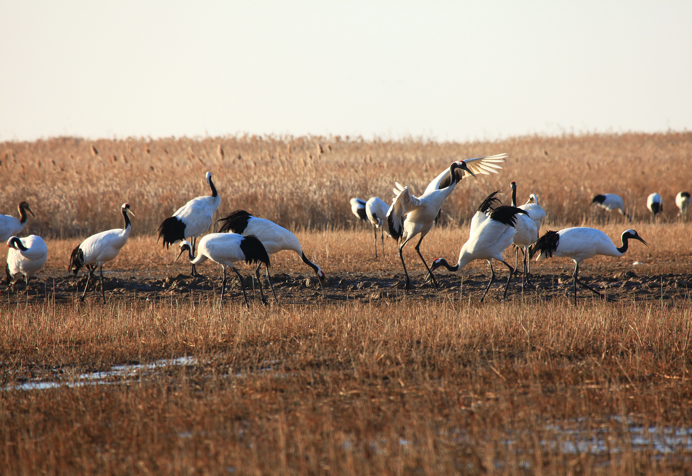 盐城丹顶鹤繁育中心_盐城丹顶鹤自然保护区好玩吗_盐城丹顶鹤自然保护区在哪