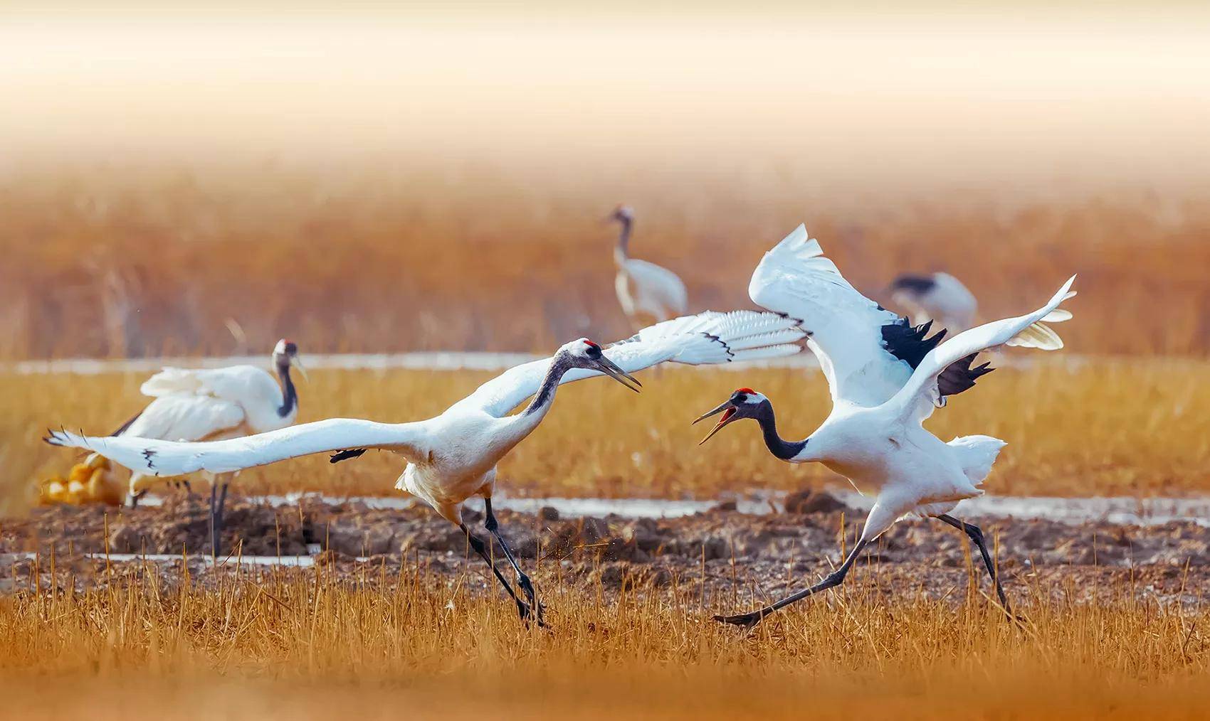 盐城丹顶鹤繁育中心_盐城丹顶鹤自然保护区好玩吗_盐城丹顶鹤自然保护区在哪
