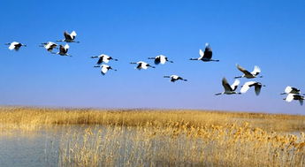 “妖风”吹来了丹顶鹤