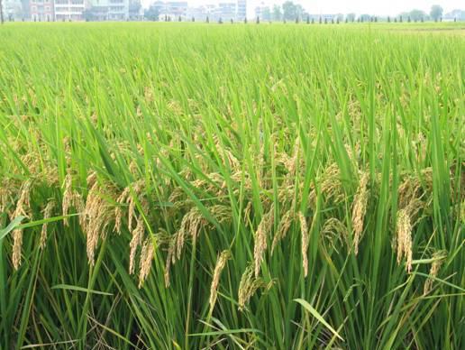 盐城美食_盐城有名的美食_盐城美食介绍