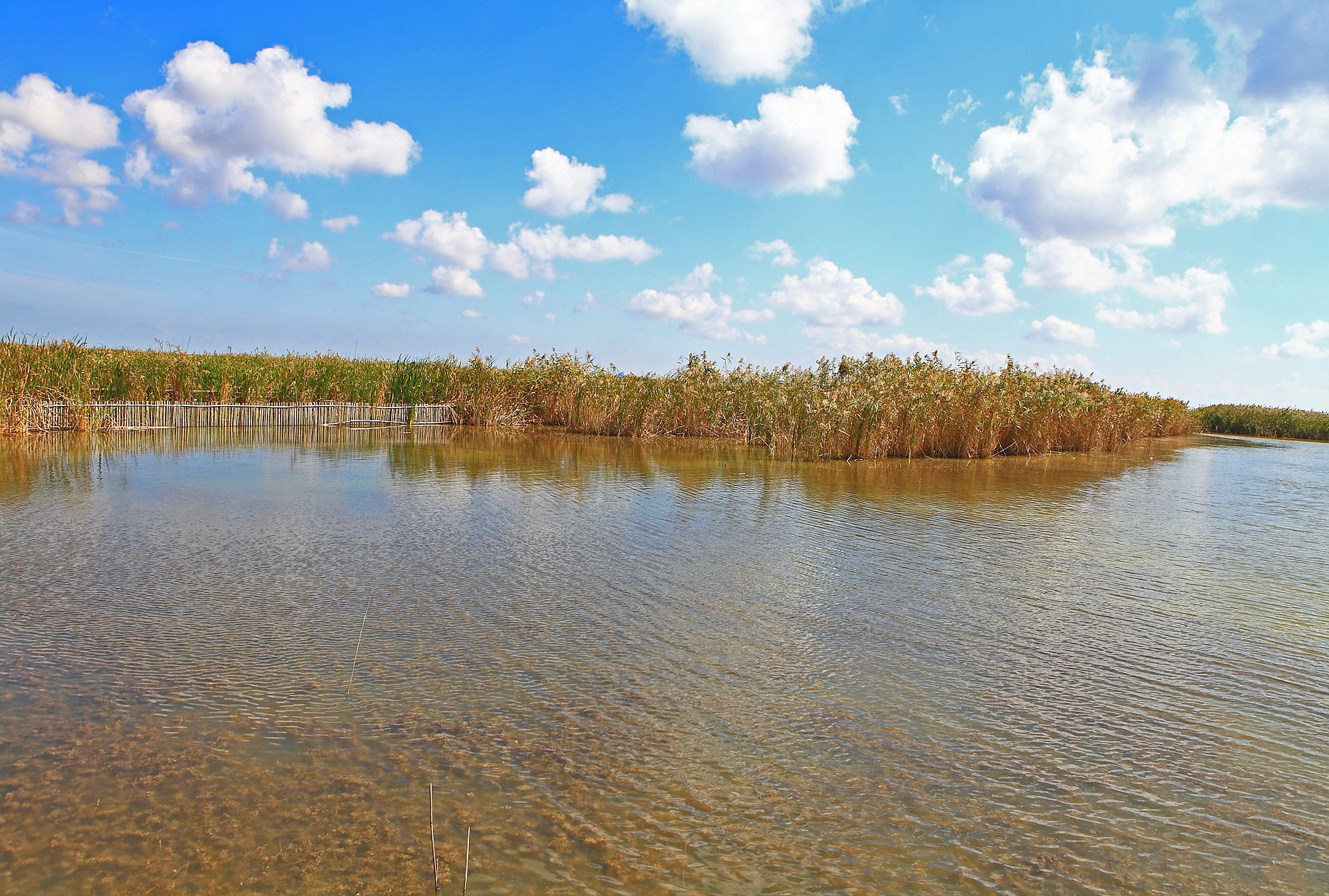 盐城导游词黄海，面积1.5万平方公里，人口815万，2100多年的悠久历史