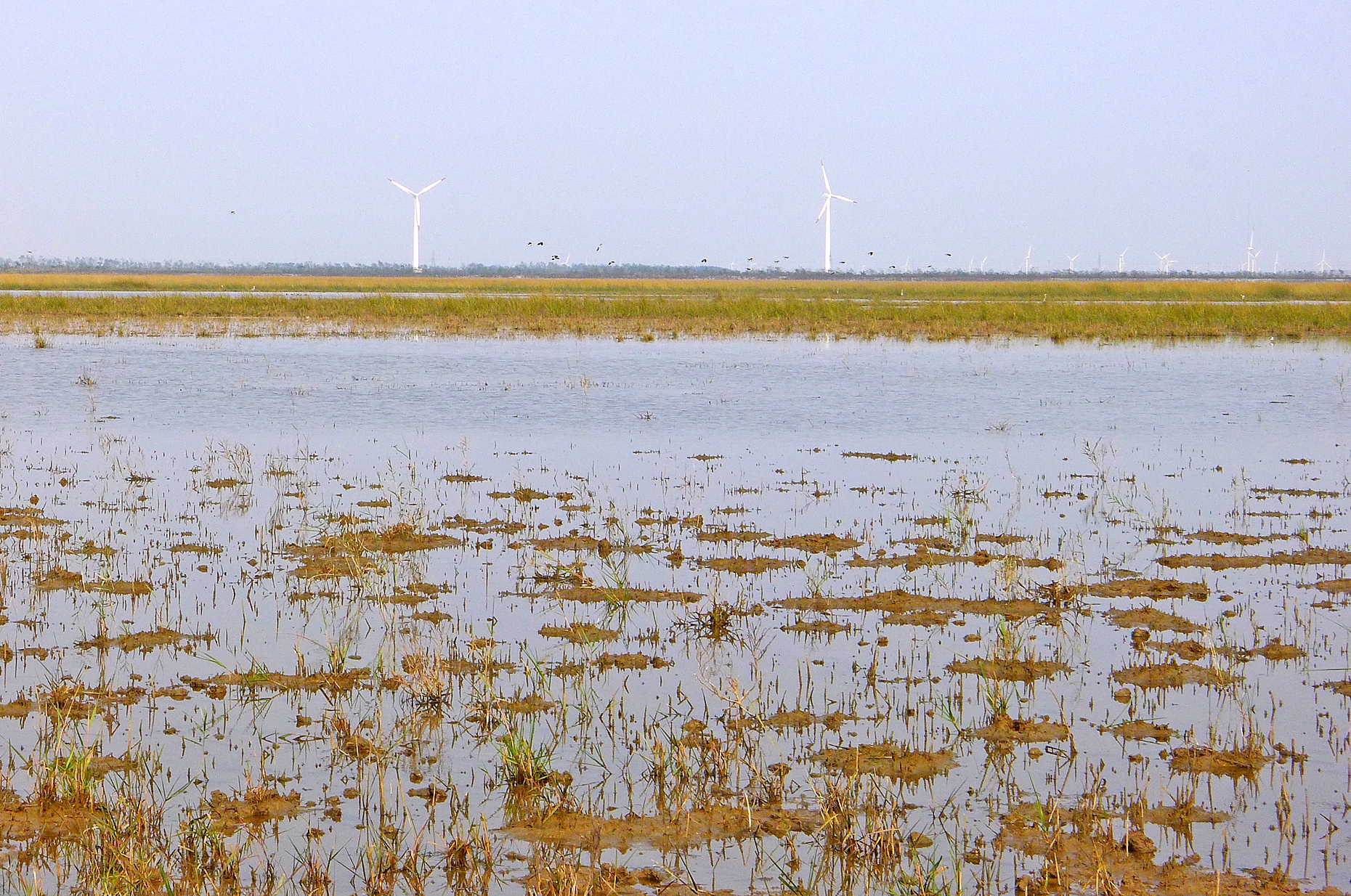 盐城旅游_盐城旅游信息网_盐城旅游