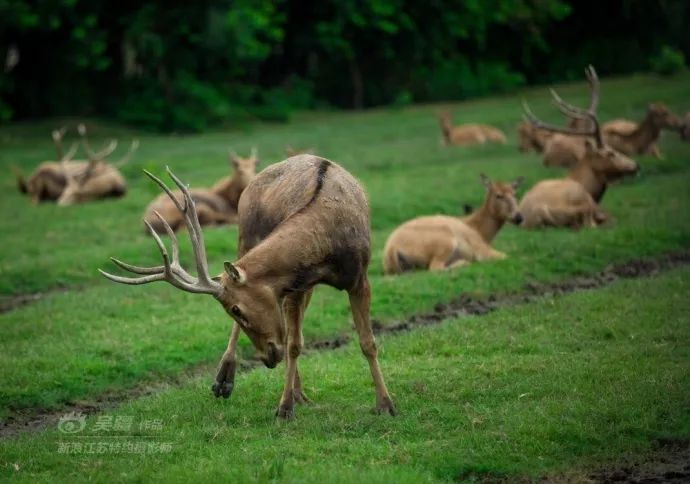 周末不知道去哪儿玩？盐城大丰旅游胜地，你去了吗？