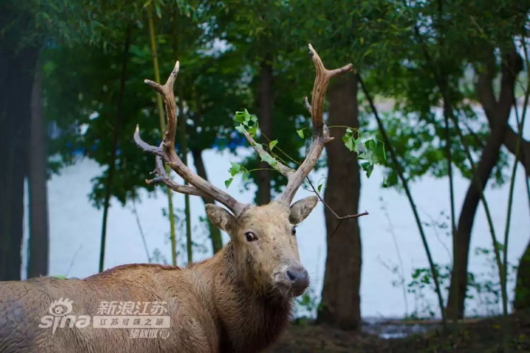 周末不知道去哪儿玩？盐城大丰旅游胜地，你去了吗？