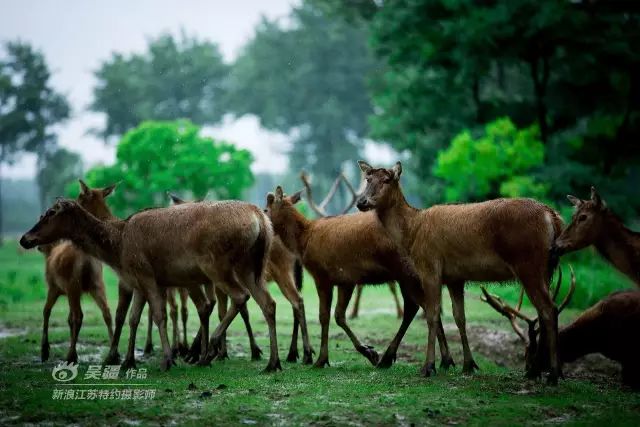 周末不知道去哪儿玩？盐城大丰旅游胜地，你去了吗？
