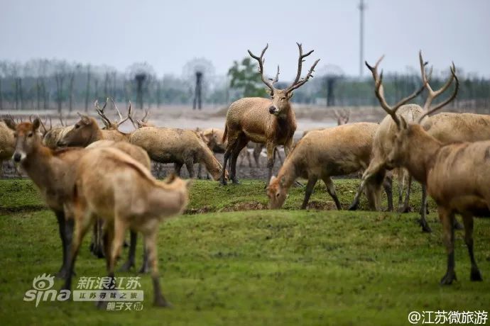 周末不知道去哪儿玩？盐城大丰旅游胜地，你去了吗？