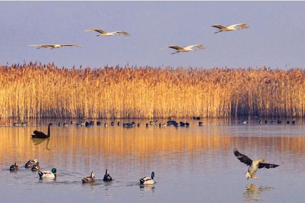 盐城湿地修复_盐城湿地资源_盐城沿海滩涂湿地