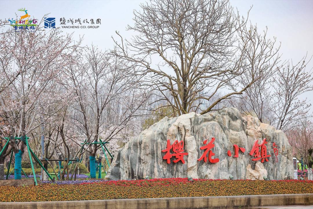 “花开盐城”旅游季暨2021大洋湾国际樱花月启动