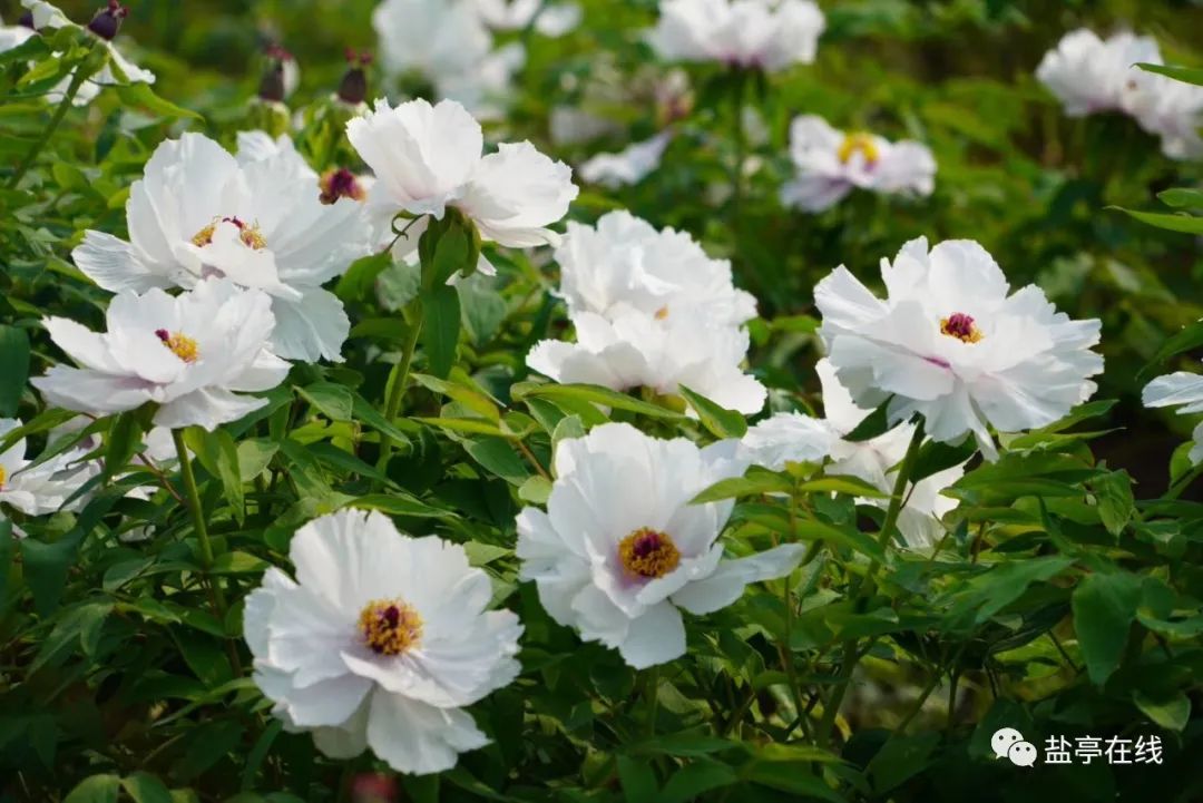 盐城大丰美食_盐城美食推荐_盐城 的美食