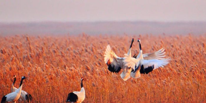 盐城开启湿地观鹤生态之旅，各种海鲜美味吃到停不下来