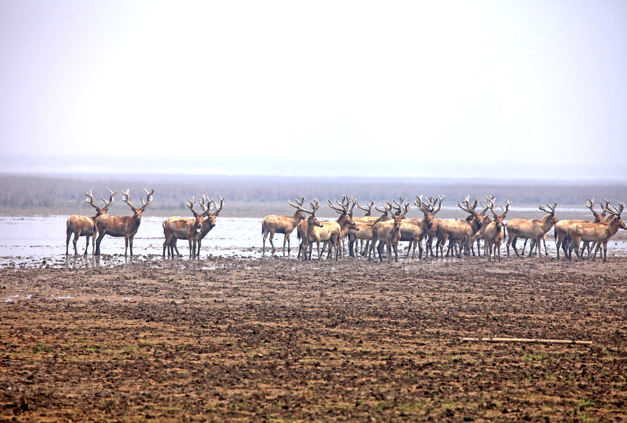 盐城湿地旅游_盐城湿地生态园在那里_盐城湿地保护
