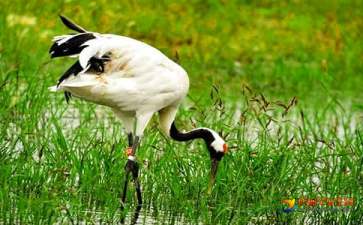 盐城旅游几乎不得不去的一个景点，就是丹顶鹤自然保护区