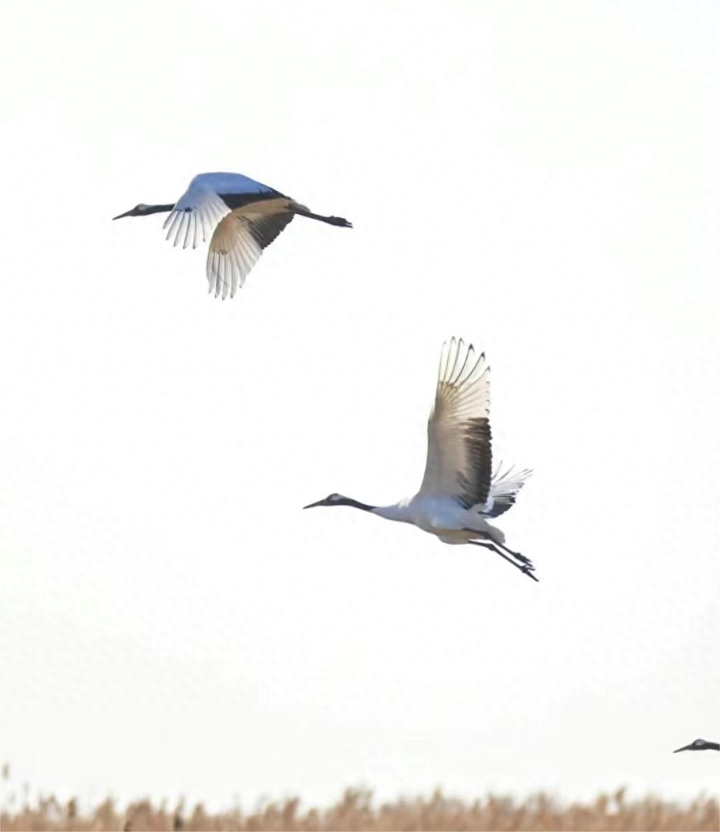 盐城的饮食以淮扬菜系为主,口味偏清淡不太辣