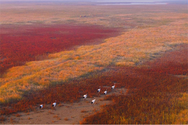 盐城湿地策划_盐城湿地_盐城湿地旅游