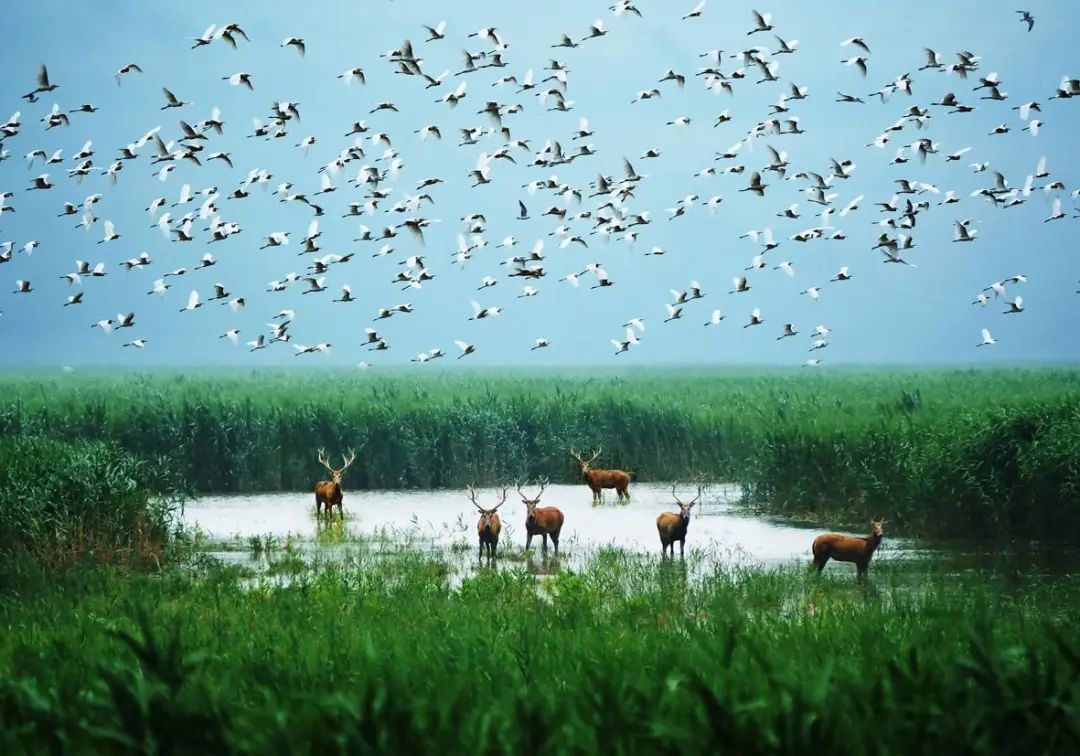 世界遗产地大丰野鹿荡严正东摄生态保护扮靓美丽海湾