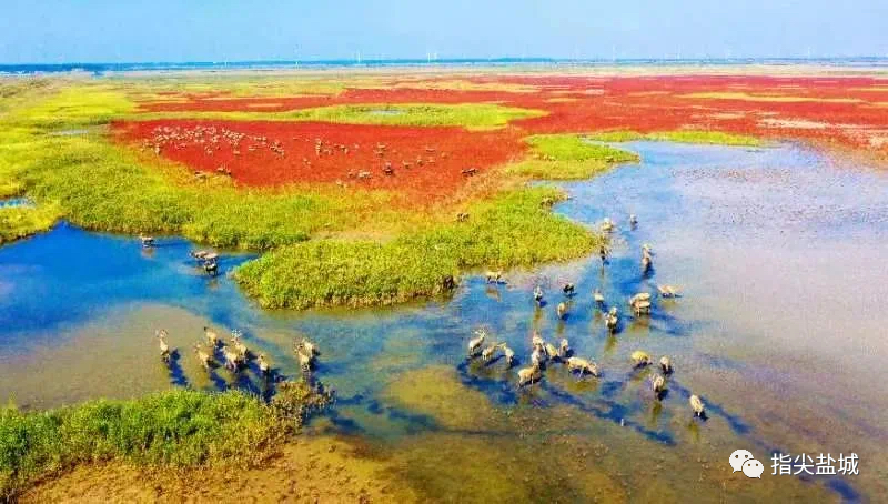 盐城美食推荐_盐城美食探店_盐城美食团