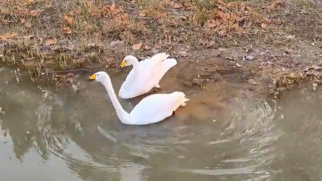 盐城湿地旅游_江苏盐城湿地公园在哪里_盐城湿地策划