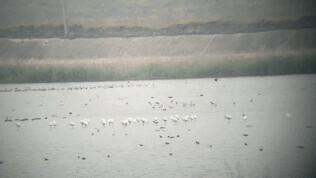 盐城湿地公园有什么好玩的_盐城湿地旅游_盐城湿地