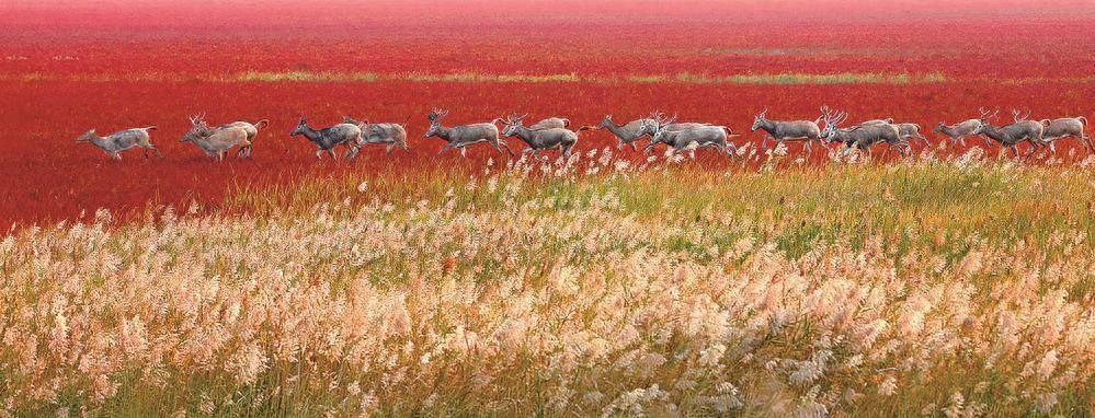 盐城黄海湿地世界自然遗产地被铺上“红地毯”