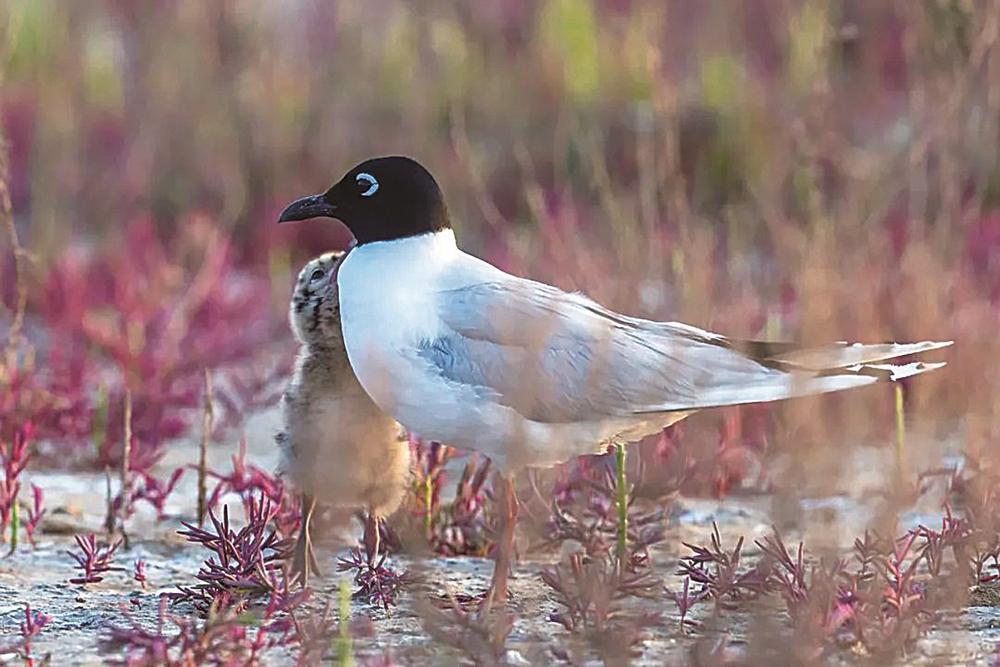 江苏盐城湿地公园在哪里_盐城湿地旅游_盐城湿地公园有什么好玩的