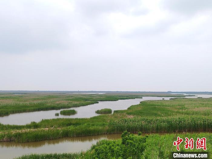 盐城湿地策划_盐城湿地旅游_盐城湿地公园有什么好玩的