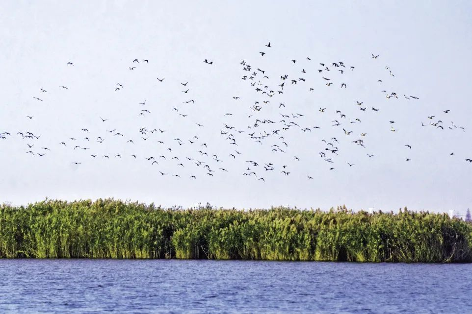 盐城美食推荐理由_盐城美食推荐排行榜_盐城美食推荐