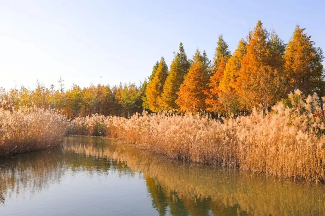 盐城美食推荐排行榜_盐城美食推荐理由_盐城美食推荐