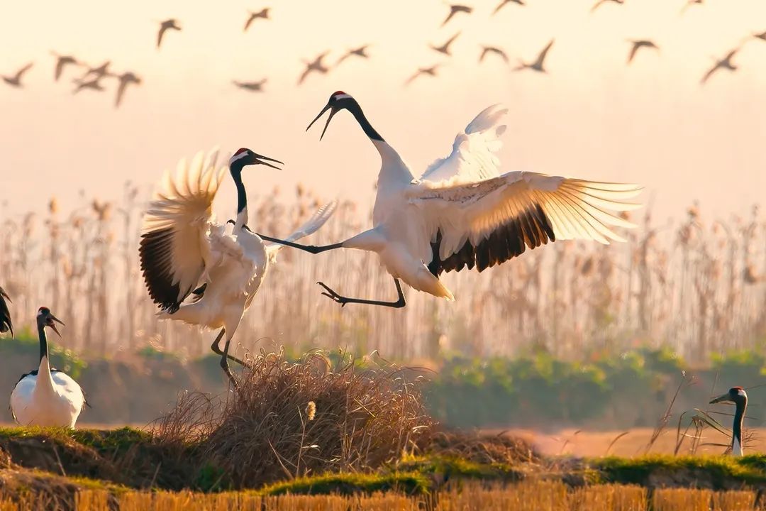 盐城旅游酒店预定_预定盐城酒店旅游的软件_预定盐城酒店旅游多少钱