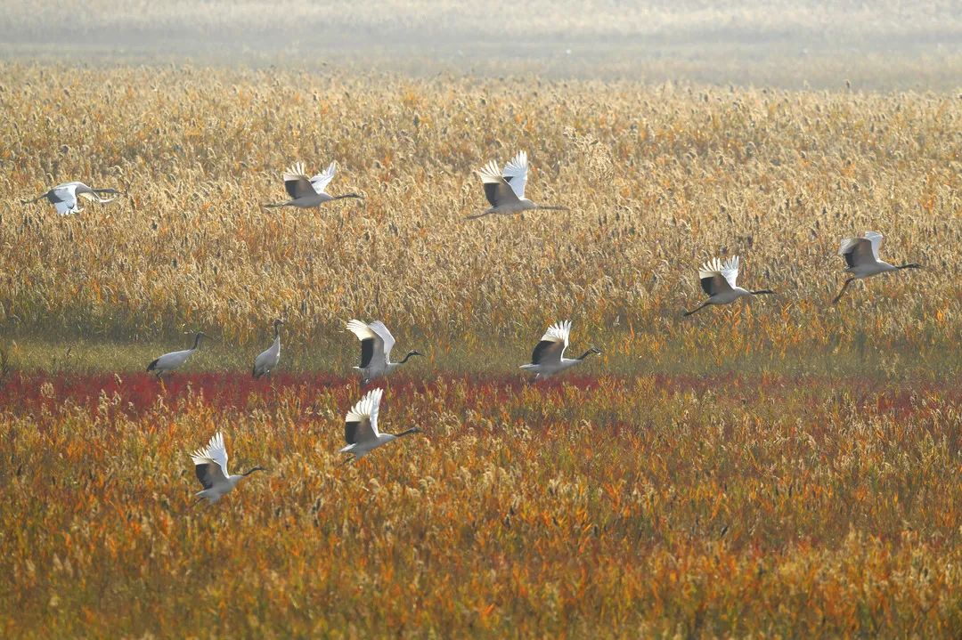 预定盐城酒店旅游的软件_盐城旅游酒店预定_预定盐城酒店旅游多少钱