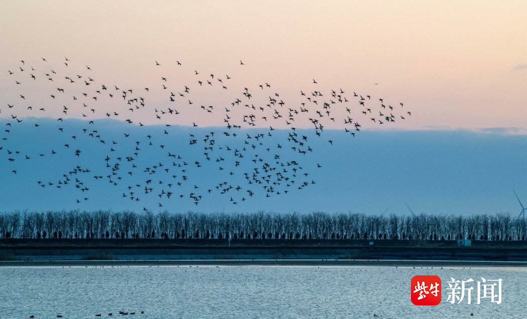 盐城湿地公园旅游攻略_盐城湿地策划_盐城湿地旅游