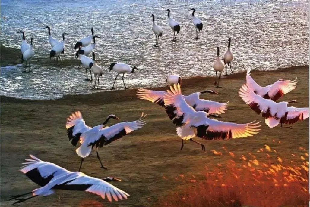 盐城湿地公园有什么好玩的_盐城湿地旅游_盐城湿地