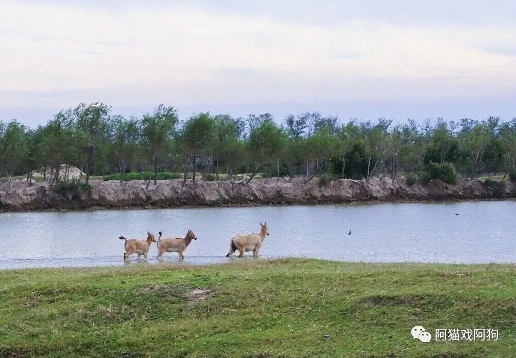 盐城旅游美食_盐城美食攻略_盐城打卡美食